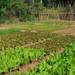 Huertos Sociales Priego de Córdoba