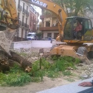 Corte árbol San Pedro